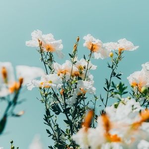 Meet your Posher, Dechen